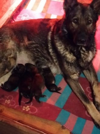 Unsere Jeannie vom Kastanien Hof hat am 23 März 4