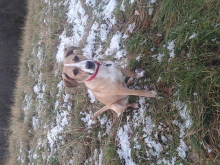 Luna sucht auf diesem Weg ihr neues schönes Zu Hause.