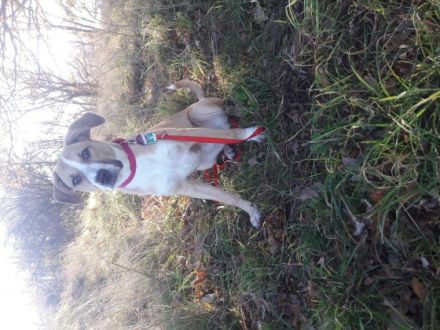 Luna sucht auf diesem Weg ihr neues schönes Zu Hause.