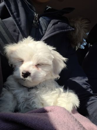 11 Wochen alte Malteser Hündin aus persönlichen Gründen