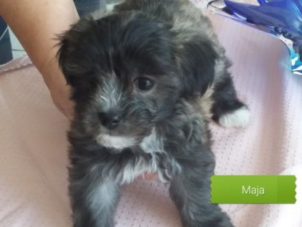 Wir sind 6 putzmuntere Geschwister - 3 Mädchen und 3