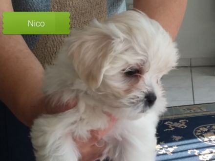 Wir sind 6 putzmuntere Geschwister - 3 Mädchen und 3