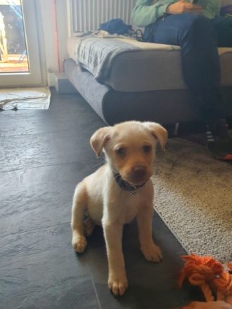 Ein kleiner Rüde ist noch übrig. Er ist jetzt 10 Wochen