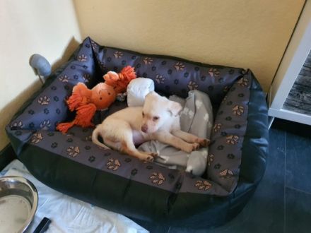 Ein kleiner Rüde ist noch übrig. Er ist jetzt 10 Wochen