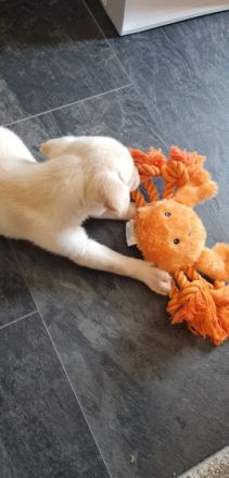 Ein kleiner Rüde ist noch übrig. Er ist jetzt 10 Wochen