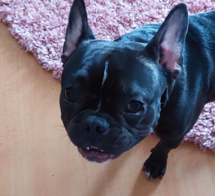 Rocky, Unser Stromer ist 10 Monate alt und wächst mit 3