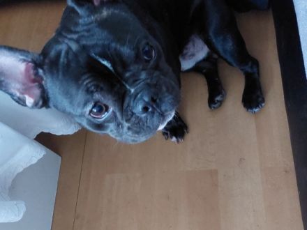 Rocky, Unser Stromer ist 10 Monate alt und wächst mit 3