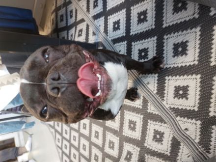 Rocky, Unser Stromer ist 10 Monate alt und wächst mit 3