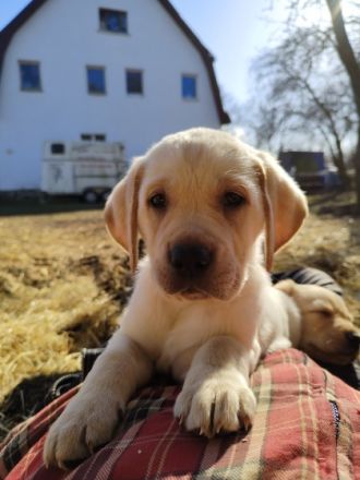 Wundervolle Welpen suchen ein ebenso wundervolles zu