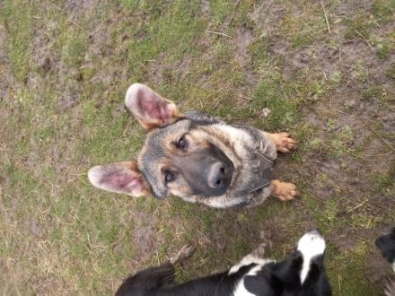 Rufus Napoleon, Unser Jungrüde sucht seine Familie.