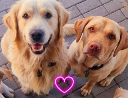 Hallo liebe Pfötcheninteressenten, wenn ihr genauso