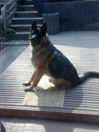 Hallo unsere wunderschöne Hündin hatte am.05.03.22