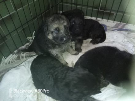 Hallo unsere wunderschöne Hündin hatte am.05.03.22