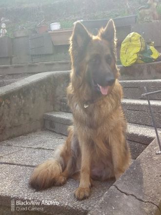 Hallo unsere wunderschöne Hündin hatte am.05.03.22