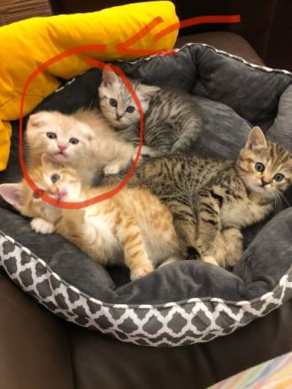 Unsere Katze hat am 05.12.2021 4 gesunde Kitten