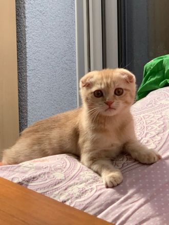 Unsere Katze hat am 05.12.2021 4 gesunde Kitten