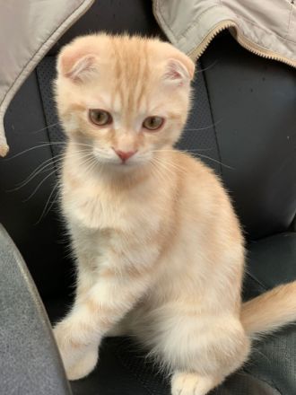 Unsere Katze hat am 05.12.2021 4 gesunde Kitten