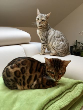 Benji und Lilo, Verkaufen unsere beiden lieben Jungs