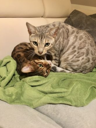 Benji und Lilo, Verkaufen unsere beiden lieben Jungs