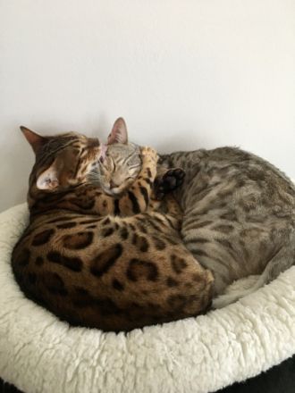 Benji und Lilo, Verkaufen unsere beiden lieben Jungs