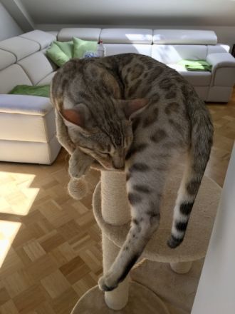 Benji und Lilo, Verkaufen unsere beiden lieben Jungs