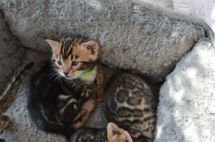 Katzenbabys Kitten mit Stammbaum Mitte Februar am 25.02