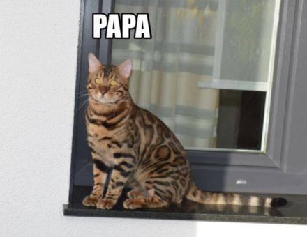 Katzenbabys Kitten mit Stammbaum Mitte Februar am 25.02