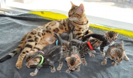 Katzenbabys Kitten mit Stammbaum Mitte Februar am 25.02