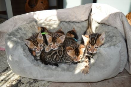 Katzenbabys Kitten mit Stammbaum Mitte Februar am 25.02