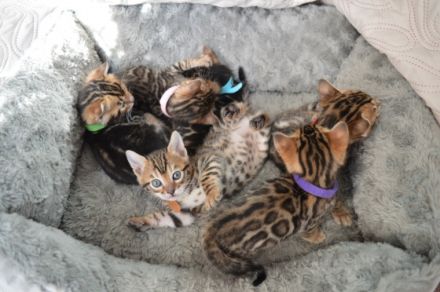 Katzenbabys Kitten mit Stammbaum Mitte Februar am 25.02