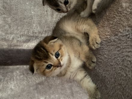 Wir haben wunderschöne BKH kitten in liebevolle Hände