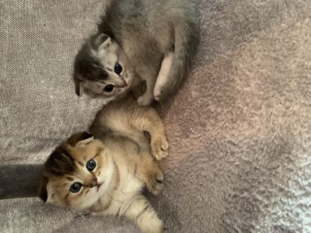 Wir haben wunderschöne BKH kitten in liebevolle Hände