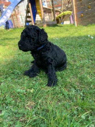 Hallo. Unsere \"Lady\" ,eine 2 jährige Königspudel Dame