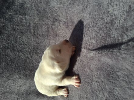 8 Wunderschöne Hundebabys haben am 10.03.22 das Licht