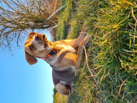 8 Wunderschöne Hundebabys haben am 10.03.22 das Licht