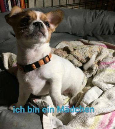 Unsere Welpen sind am 7.Januar 2022 geboren und dürfen