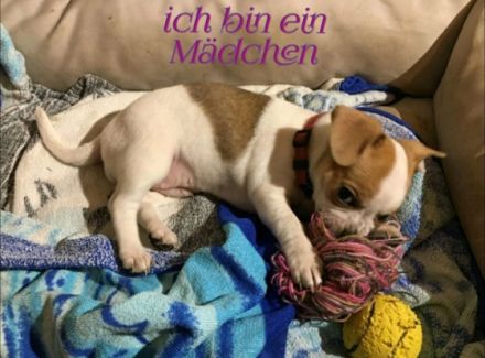 Unsere Welpen sind am 7.Januar 2022 geboren und dürfen