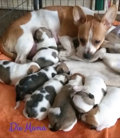 Unsere Welpen sind am 7.Januar 2022 geboren und dürfen