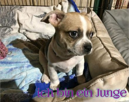 Unsere Welpen sind am 7.Januar 2022 geboren und dürfen