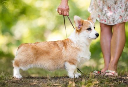 Unser Zwinger "Academia Canis" mit kynologischer