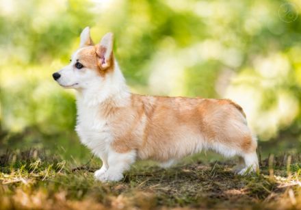 Unser Zwinger "Academia Canis" mit kynologischer