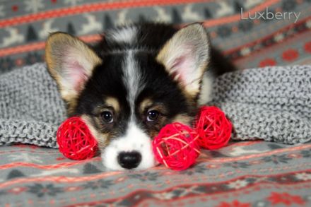 Unser Zwinger "Academia Canis" mit kynologischer