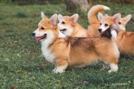 Unser Zwinger "Academia Canis" mit kynologischer