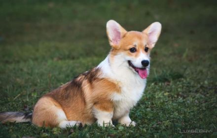 Unser Zwinger "Academia Canis" mit kynologischer