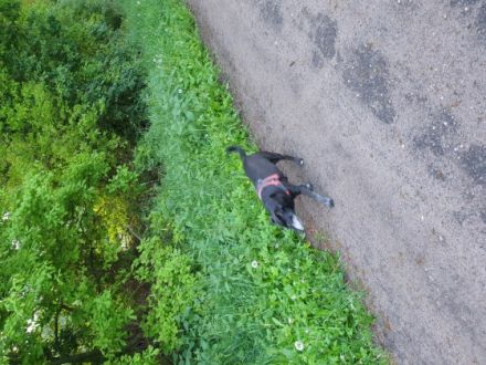 Hi, ich bin Chico, ein spannender Mischling aus