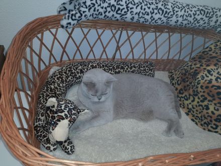 Katzenpensioneisenlauer