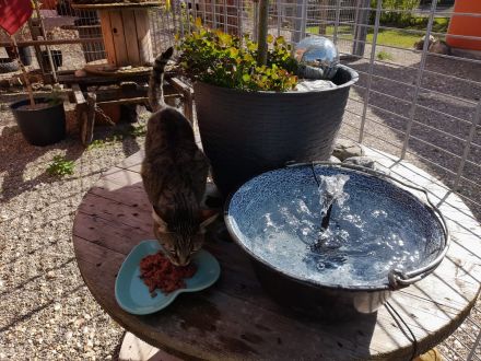 Katzenpensioneisenlauer