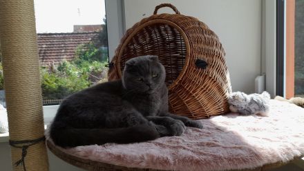 Katzenpensioneisenlauer