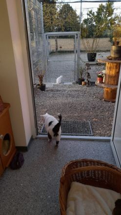 Katzenpensioneisenlauer