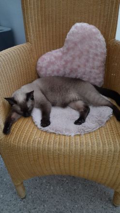 Katzenpensioneisenlauer